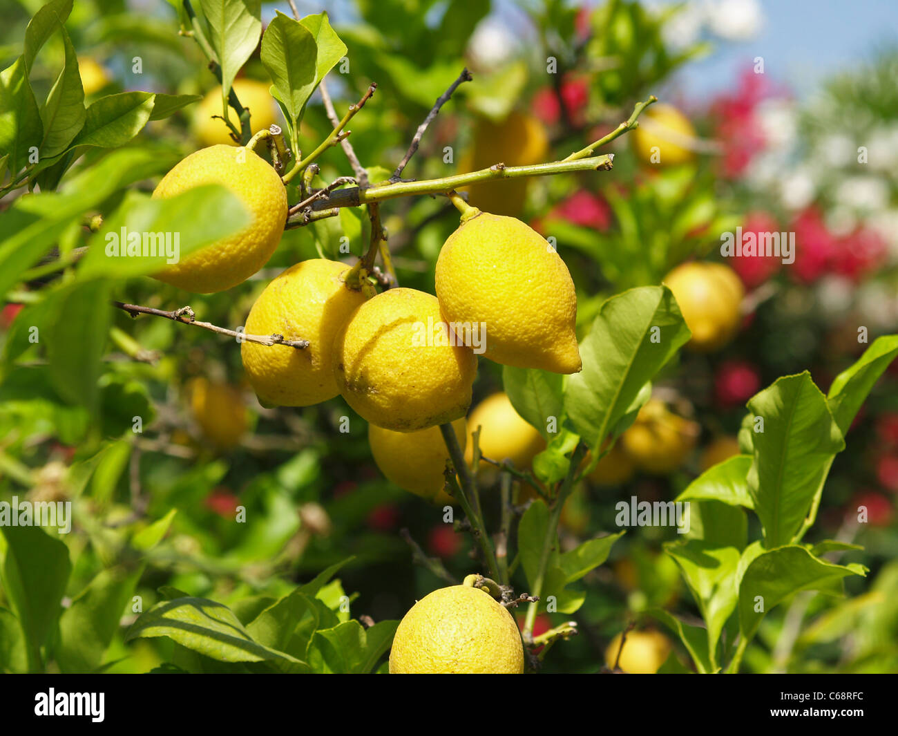 Zitronen haengen am Baum | lemons on the tree Stock Photo