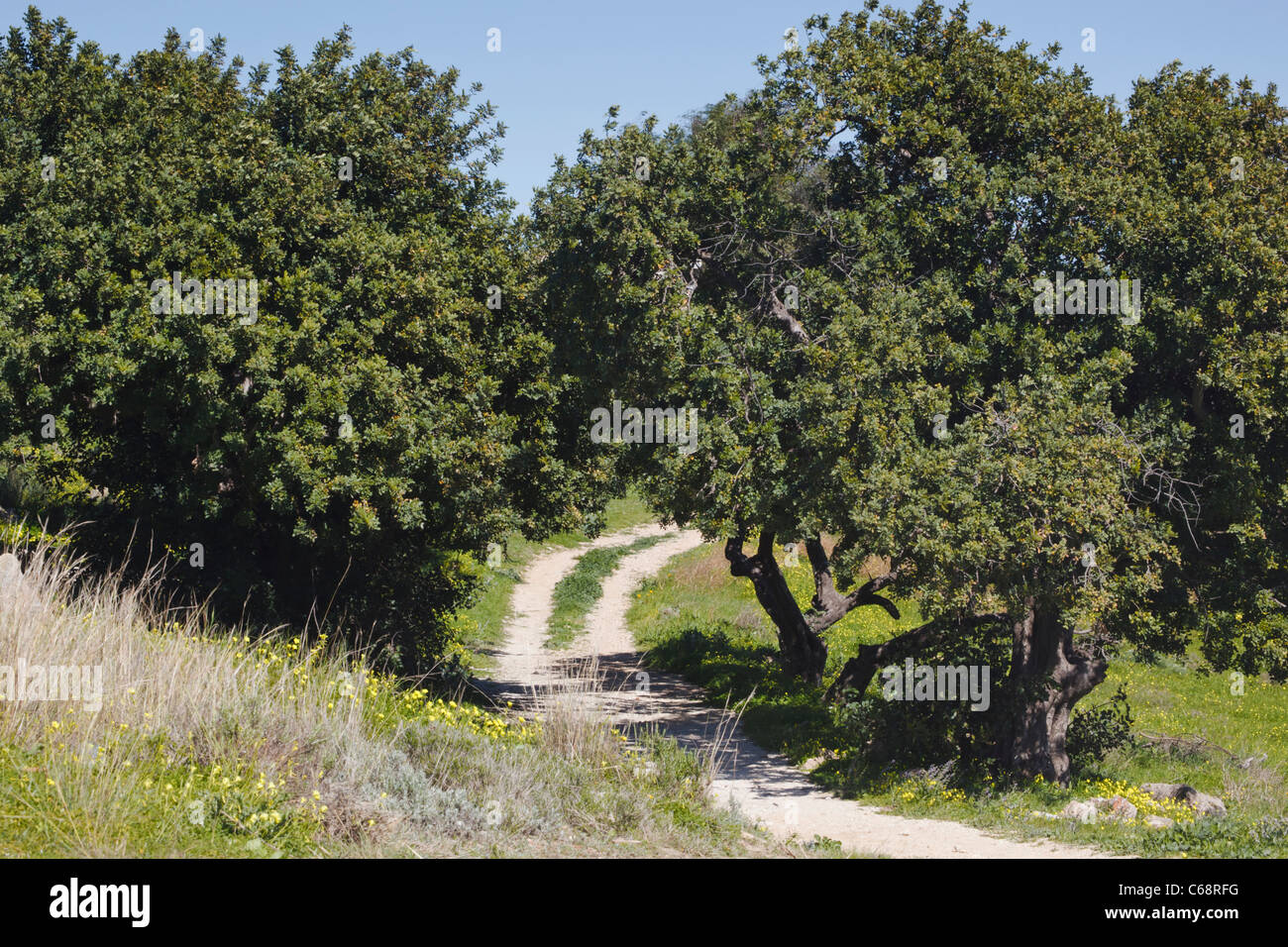 Carob trees hires stock photography and images Alamy