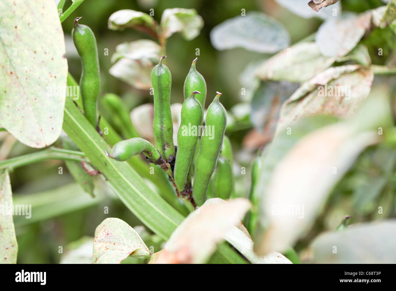 Broad beans with leaves affected by rust Stock Photo