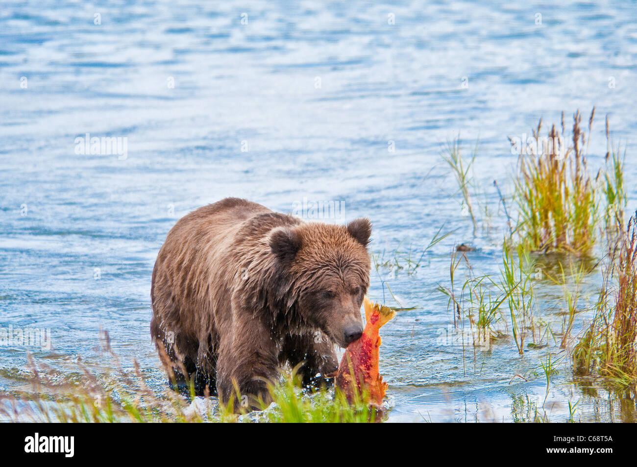 Grizzly Bear cub carrying salmon, Ursus arctos horriblis, Brooks River, Katmai National Park, Alaska, USA Stock Photo