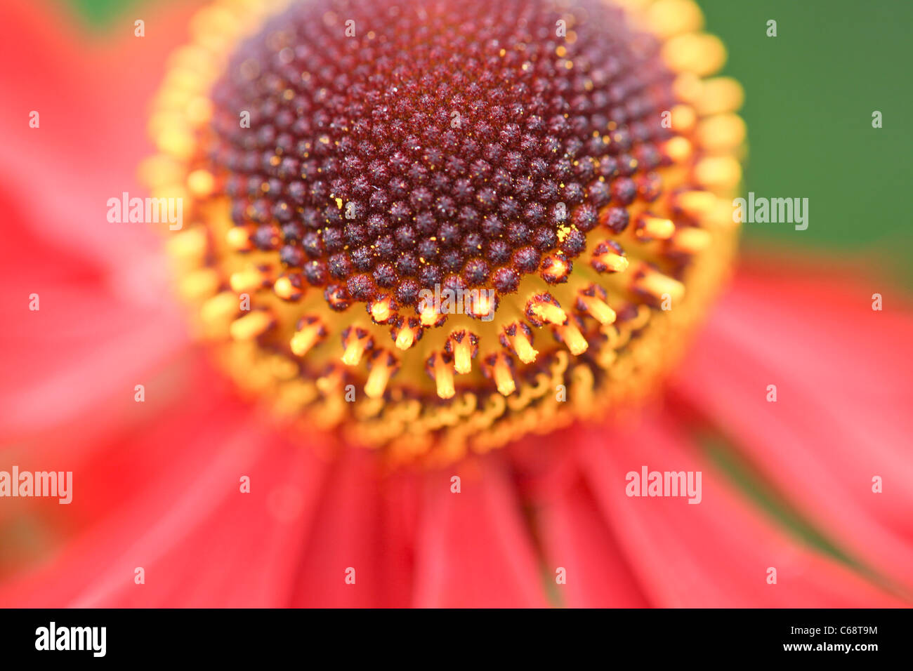 Helenium Stock Photo
