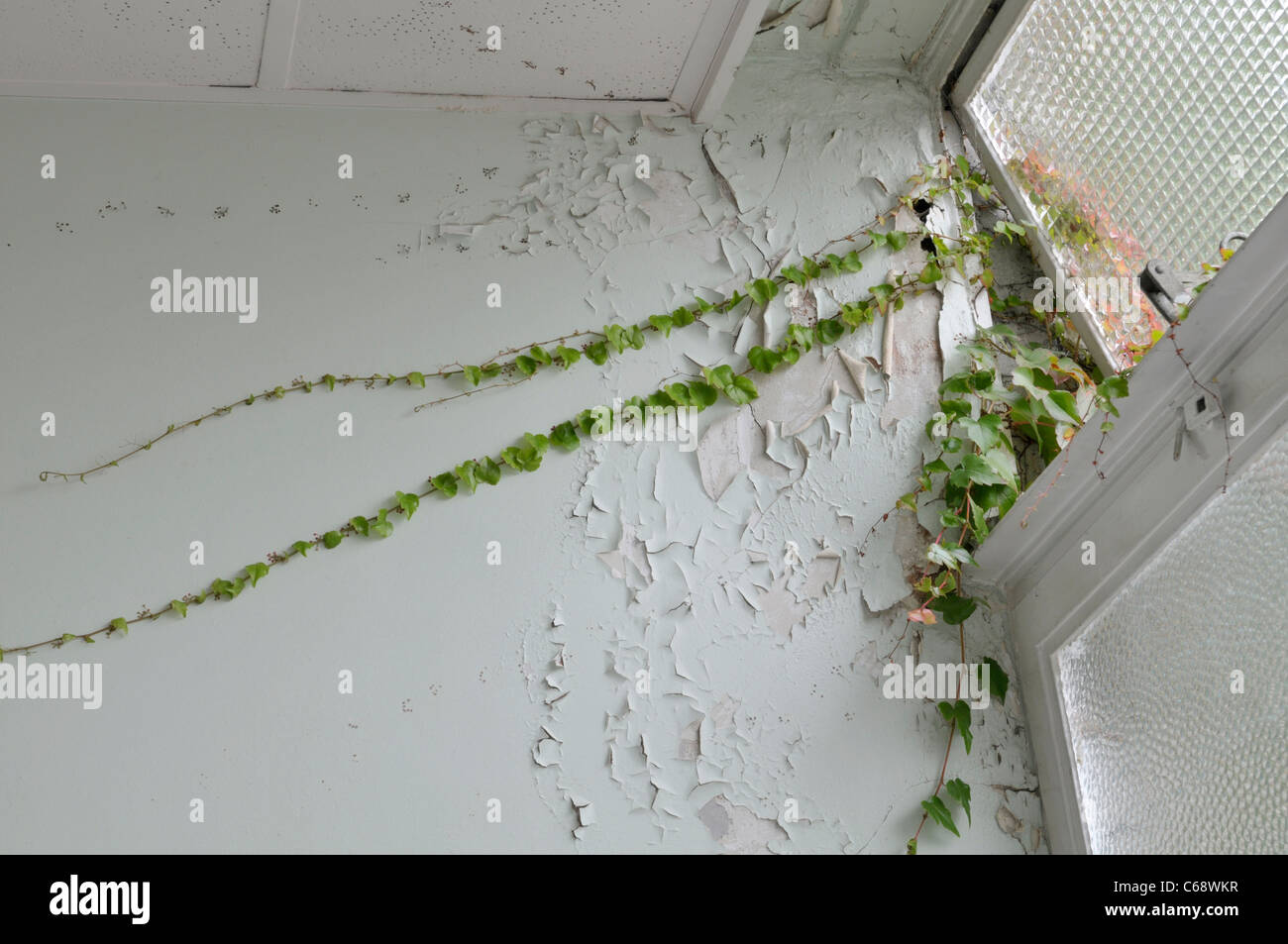 Boston Ivy (Parthenocissus tricuspidata) entering old building. Surrey, England Stock Photo