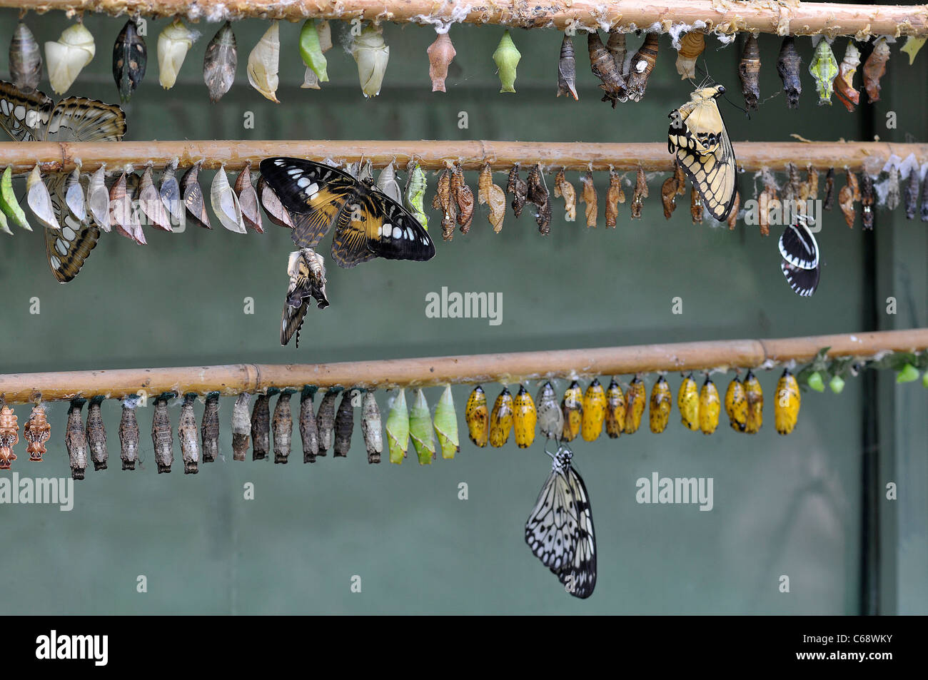 Tropical butterflies emerging from pupae. Butterfly House, Devon