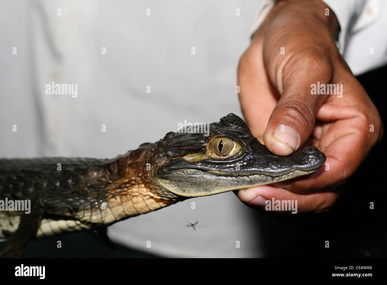 Guide holds a juvenile Black caiman (Melanosuchus niger), Loreto, Peru, South America Stock Photo