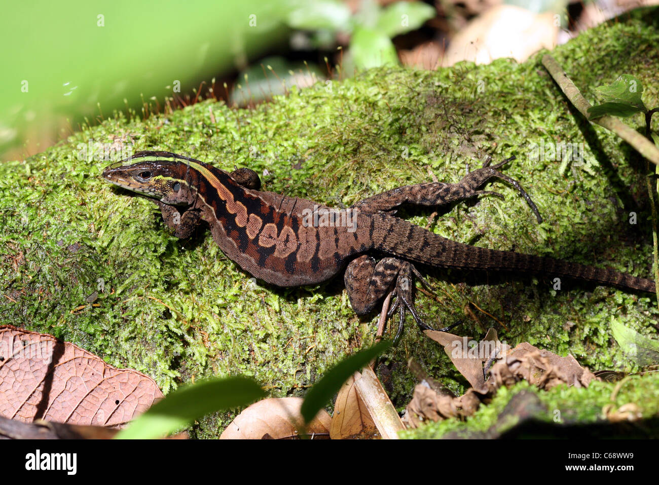 A lizard sunbathing on a small moss covered branch in the Amazon jungle, Loreto, Peru, South America Stock Photo