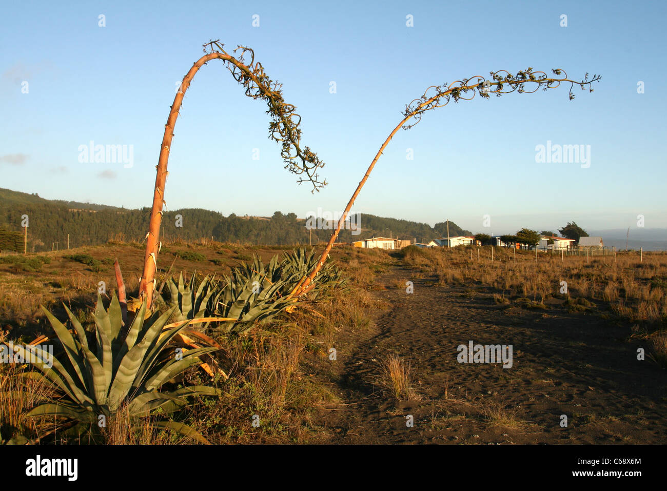 Flowering Century plant (Agave americana) on Pilicura Beach. Cobquecura, Biobio, Chile, South America Stock Photo