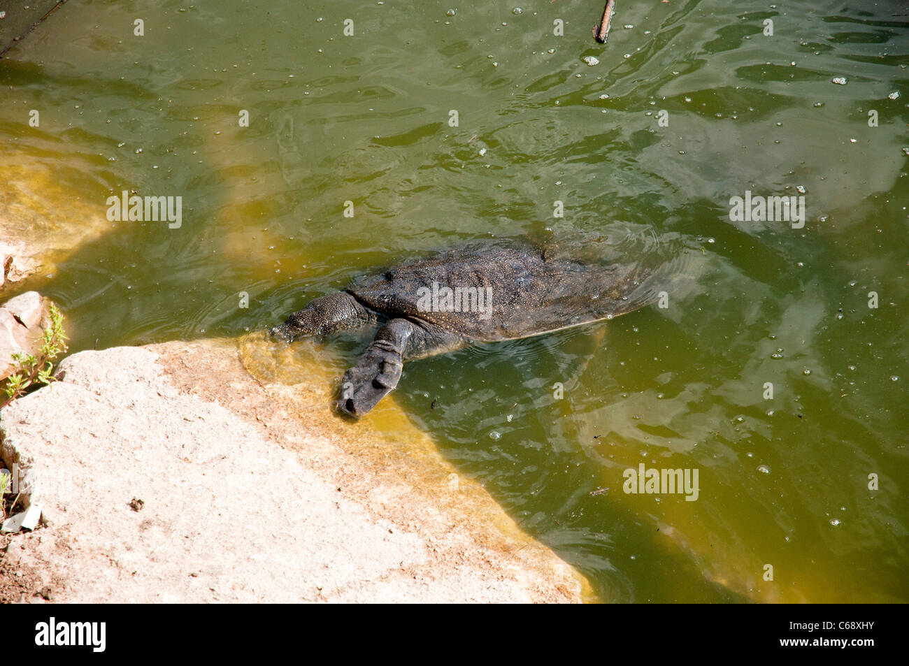 African softshell turtle (Trionyx triunguis). Stock Photo