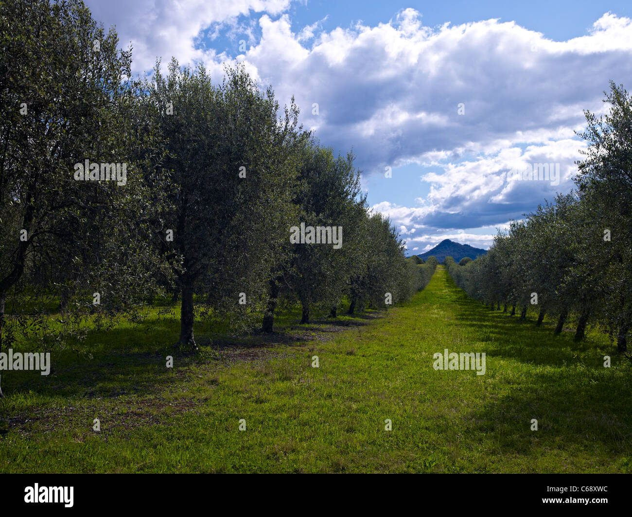 Olive grove Hunter Valley NSW Australia Stock Photo Alamy
