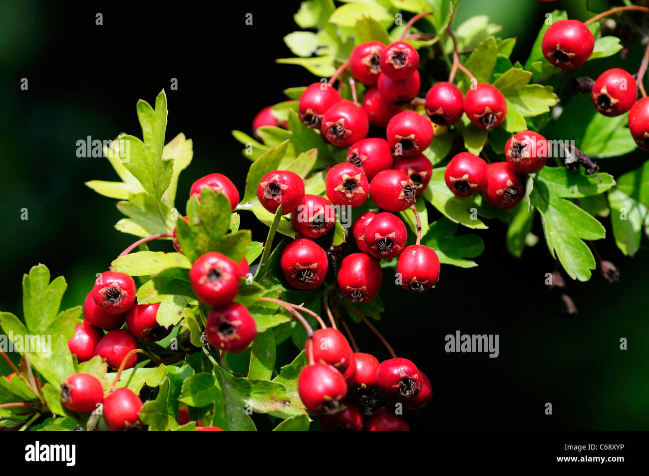 Hawthorn Berries Crataegus monogyna, Welney, Norfolk, England, UK Stock