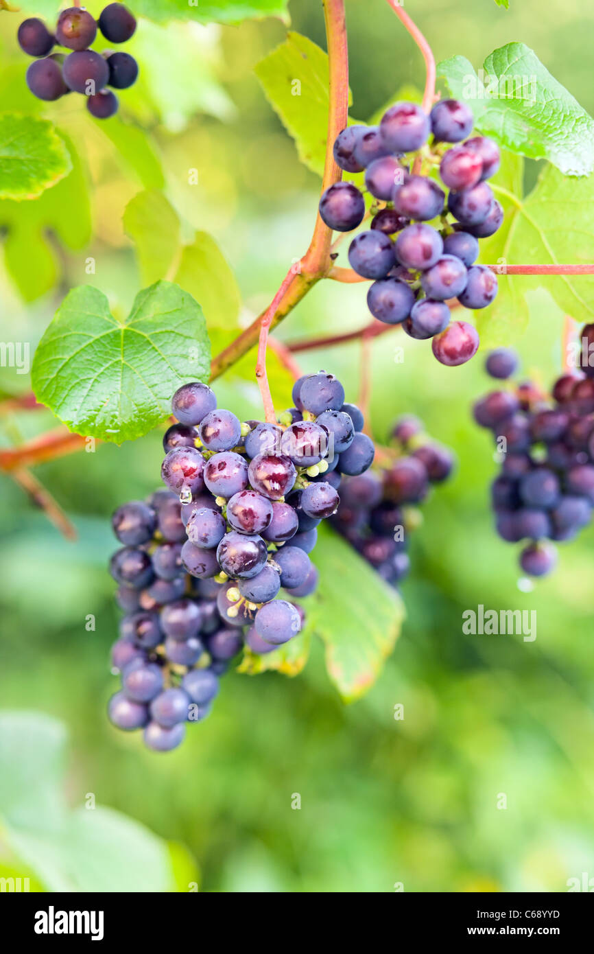 Vitis labrusca - grapes for red wine manufacturing. Stock Photo