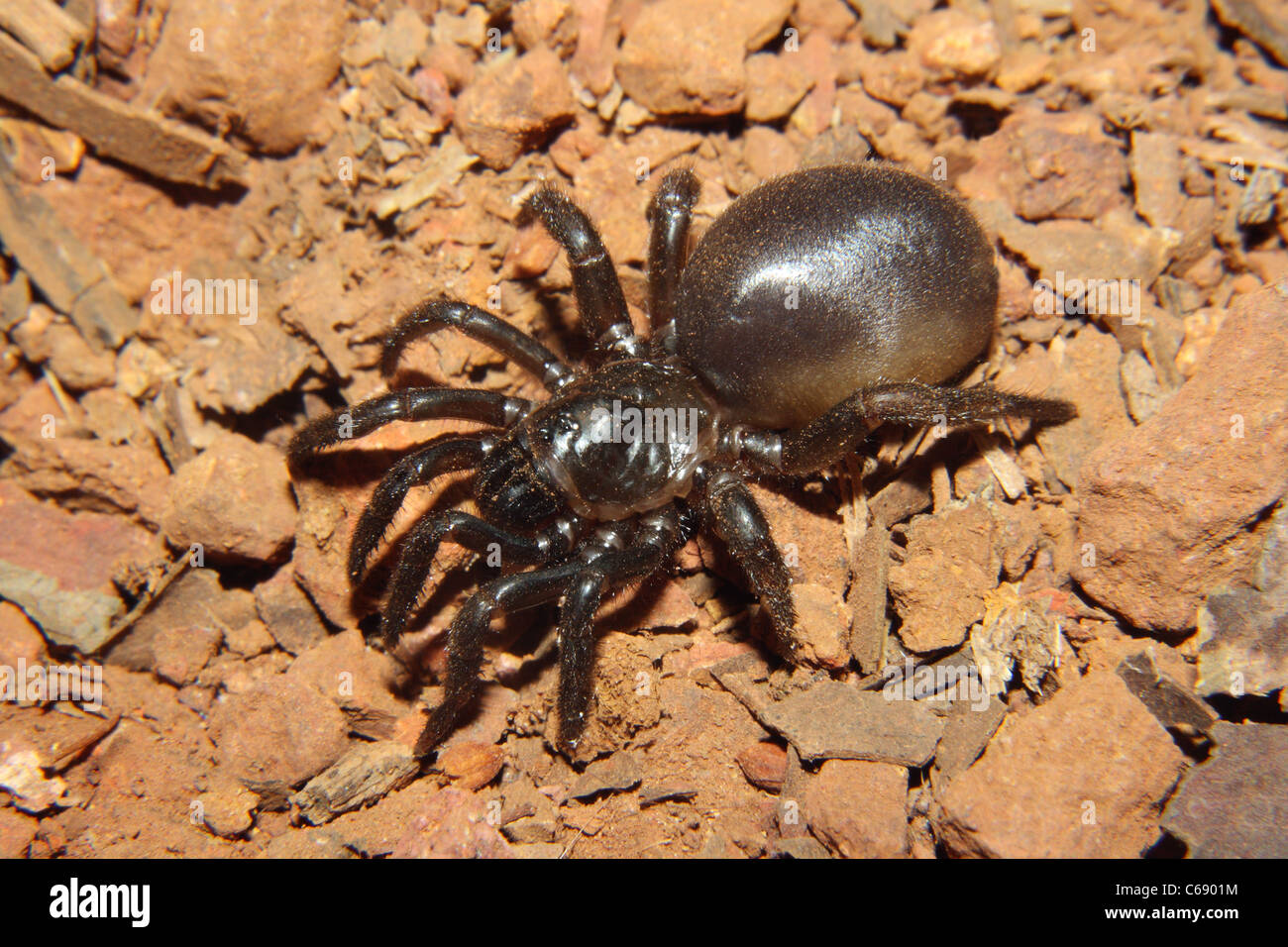 TRAPDOOR SPIDER (superfamily Ctenizoidea, family Ctenizidae). Female. Medium-sized mygalomorph spiders Stock Photo