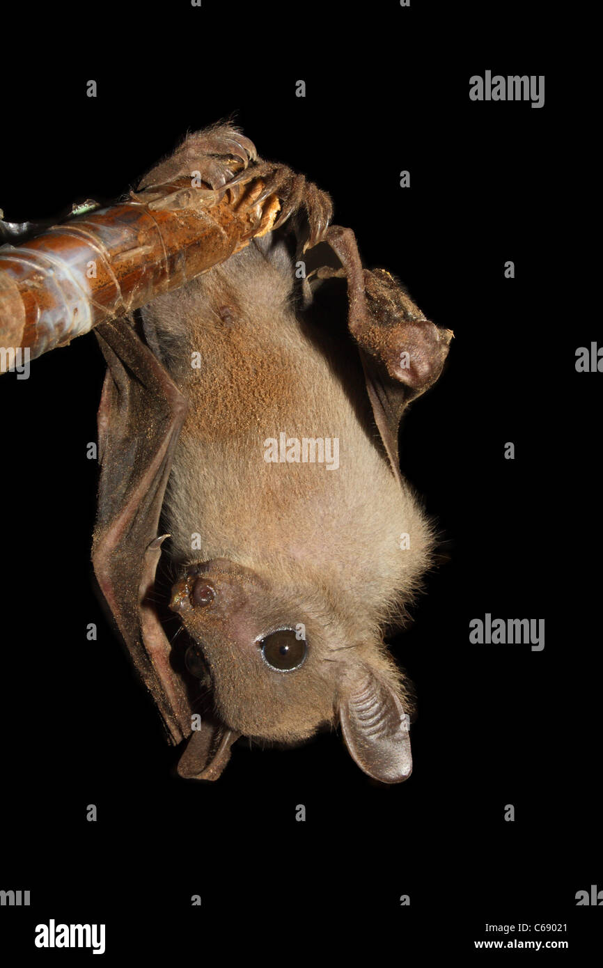 A Bat is hanging on stick. Stock Photo