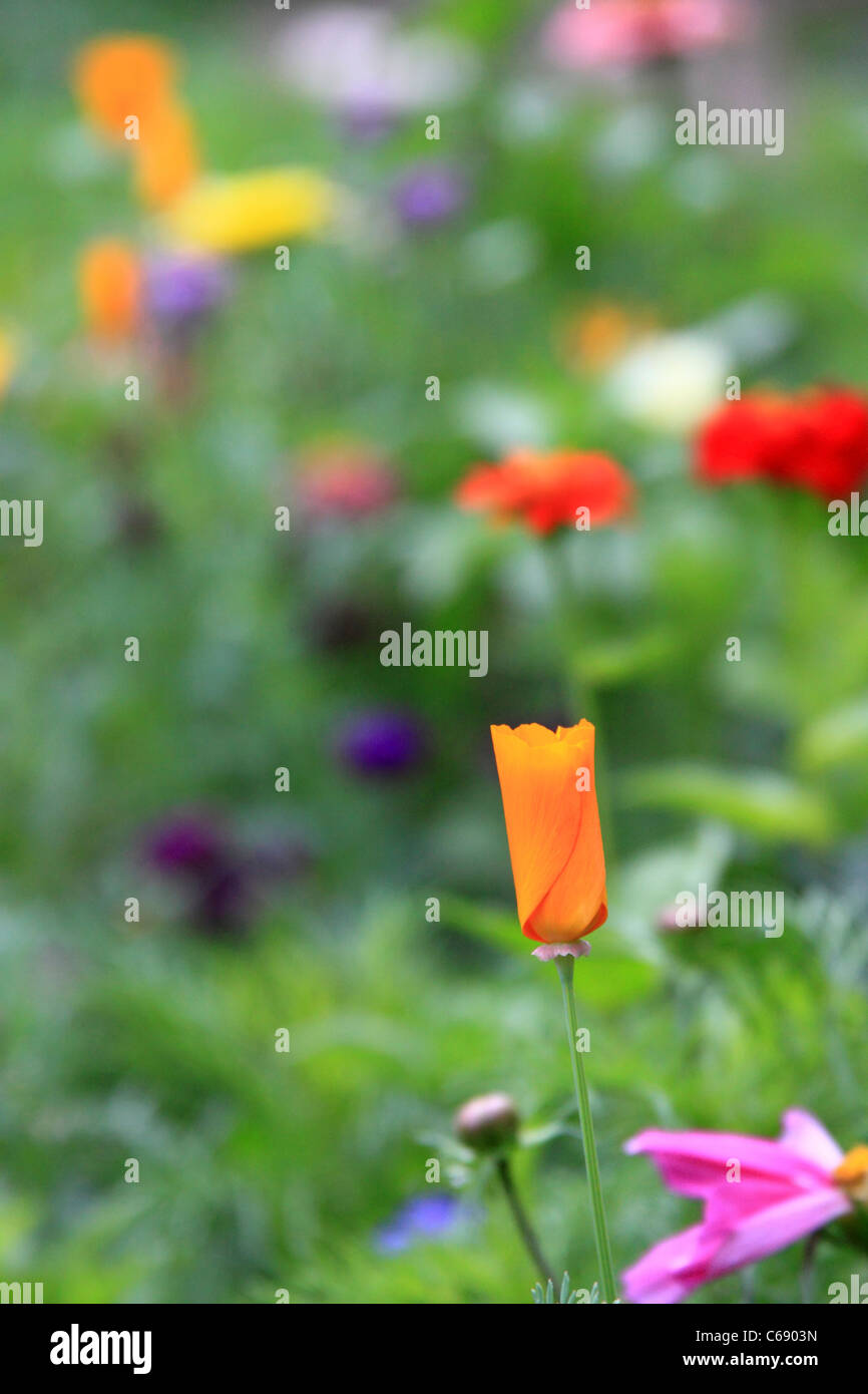 Wild meadow flowers at Jubilee Gardens, Bewdley, Worcestershire