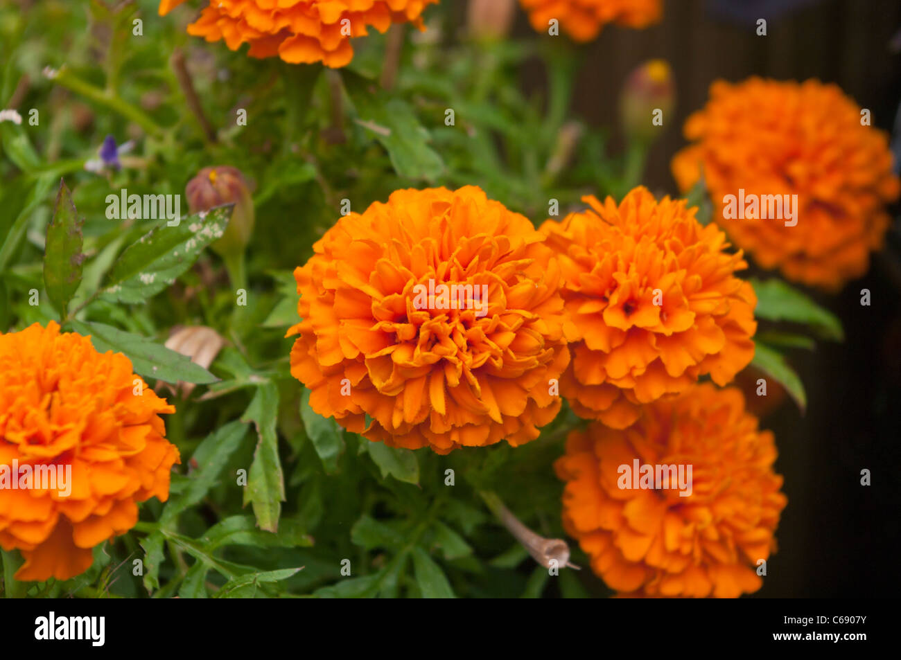 Orange French Marigolds Stock Photo