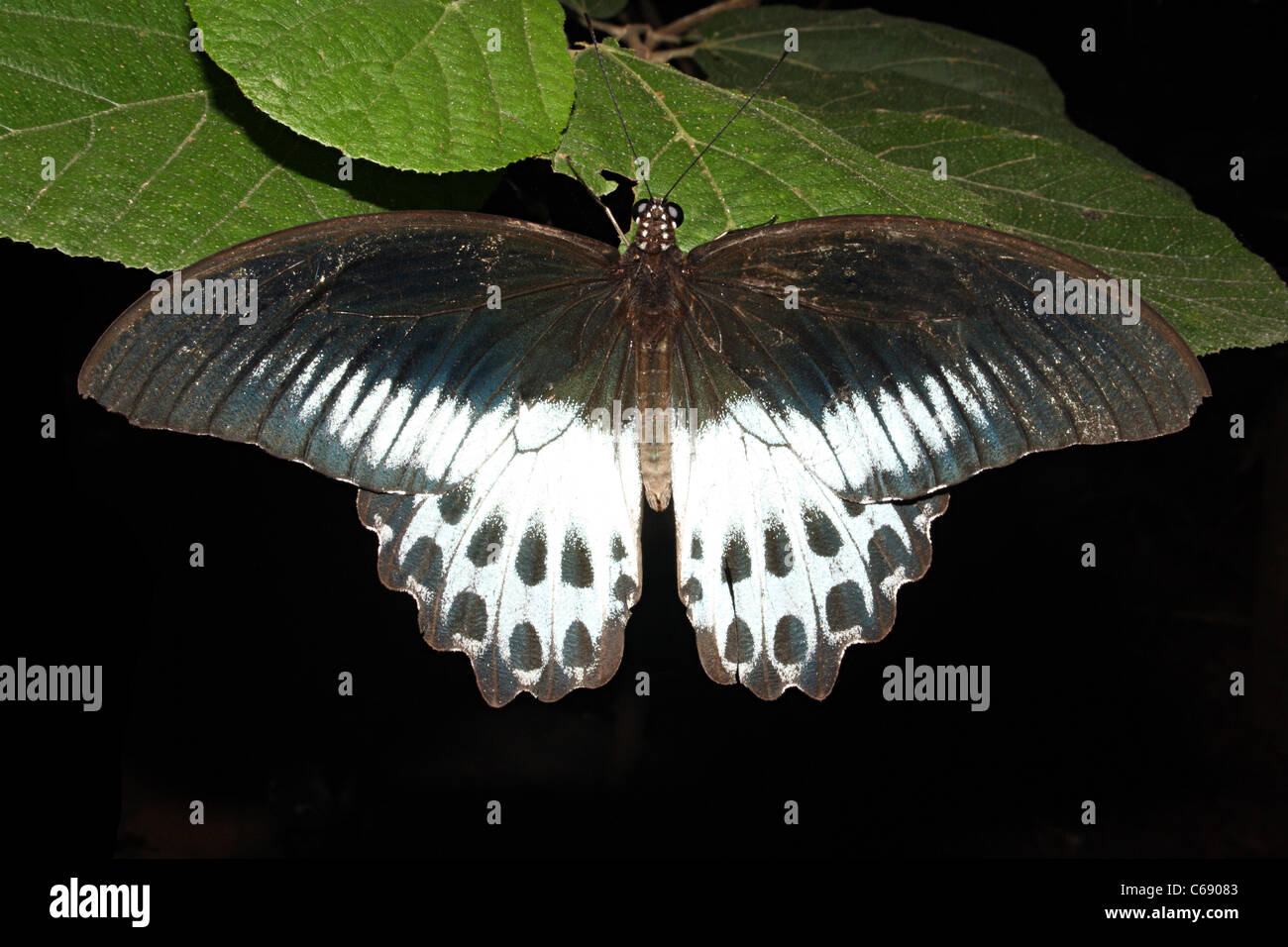 BLUE MORMON BUTTERFLY Papilio polymnestor Papilionidae : Swallowtails Stock Photo