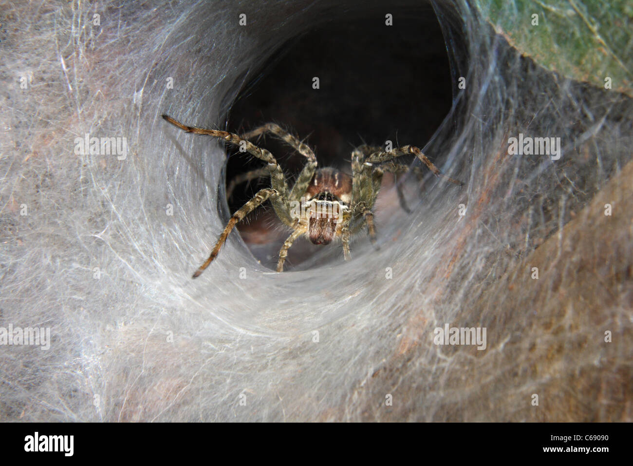 FUNNEL WEAVER SPIDER Agelenopsis species, INDIA Stock Photo