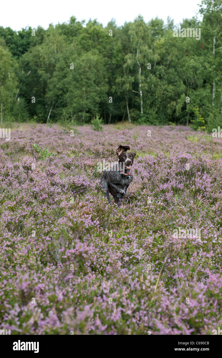 Jumping german shorthaired pointer hi-res stock photography and images ...