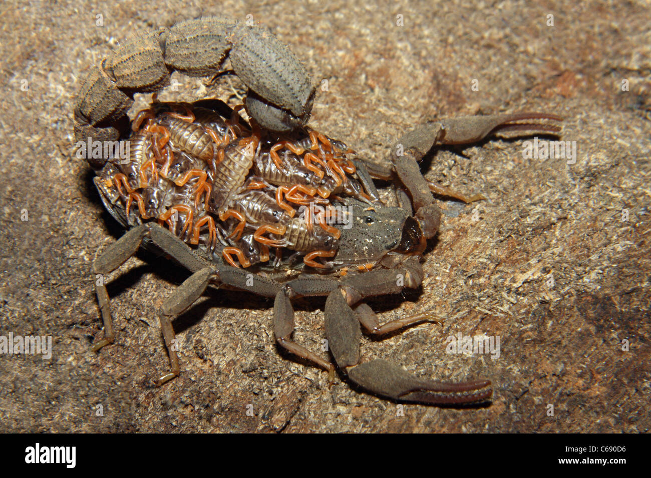 Poison scorpion hi-res stock photography and images - Alamy
