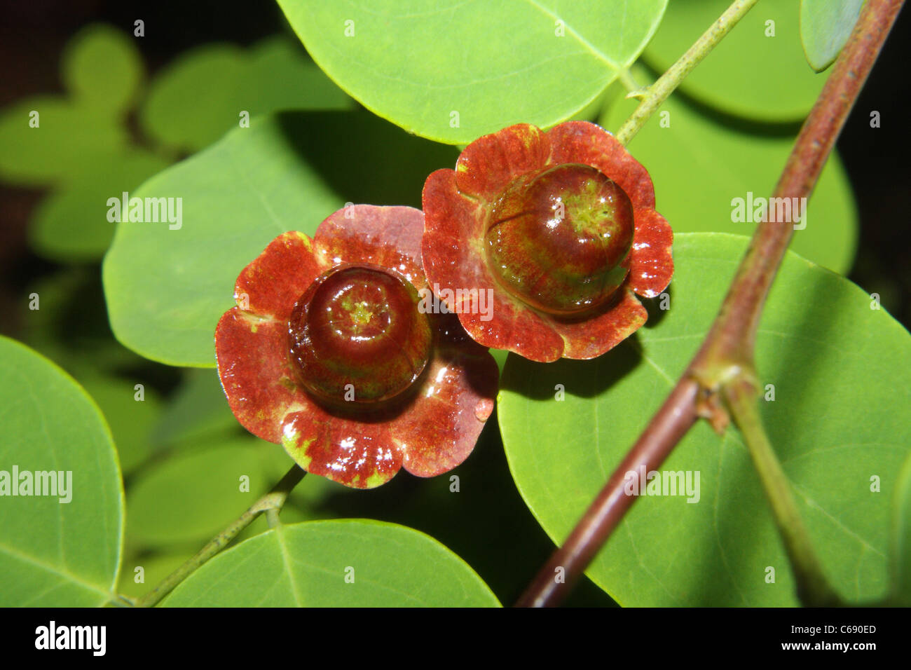 Cup and Saucer Plant (Holmskioldia sanguinea) Stock Photo