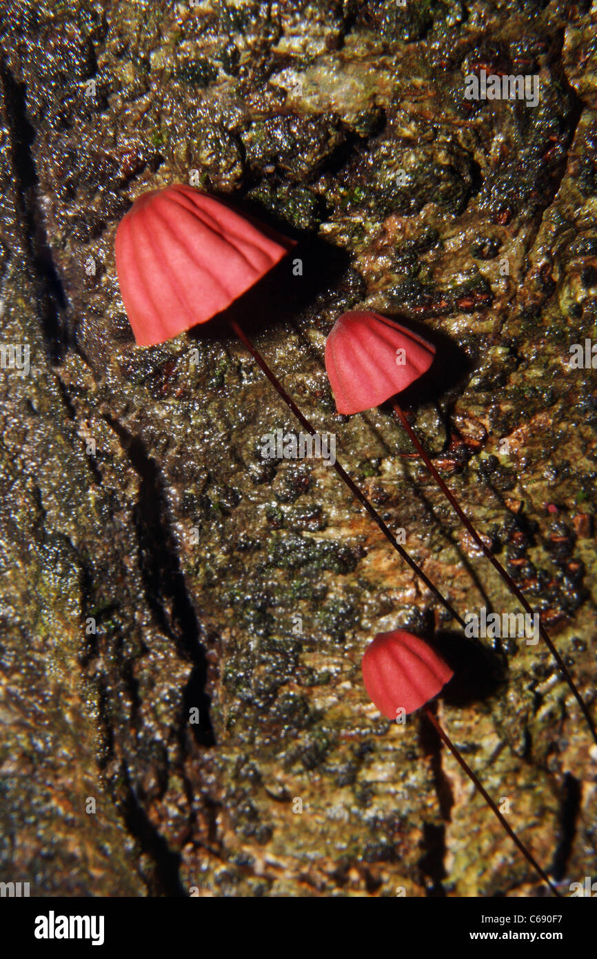 Red fungus on a tree Stock Photo