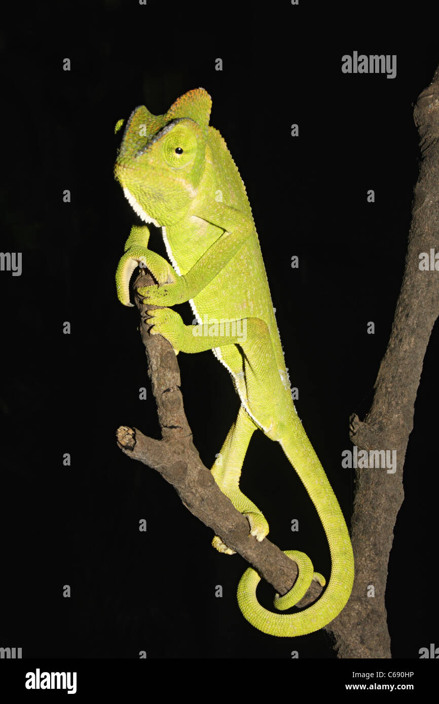Indian Chameleon, Chamaeleo zeylanicus Stock Photo