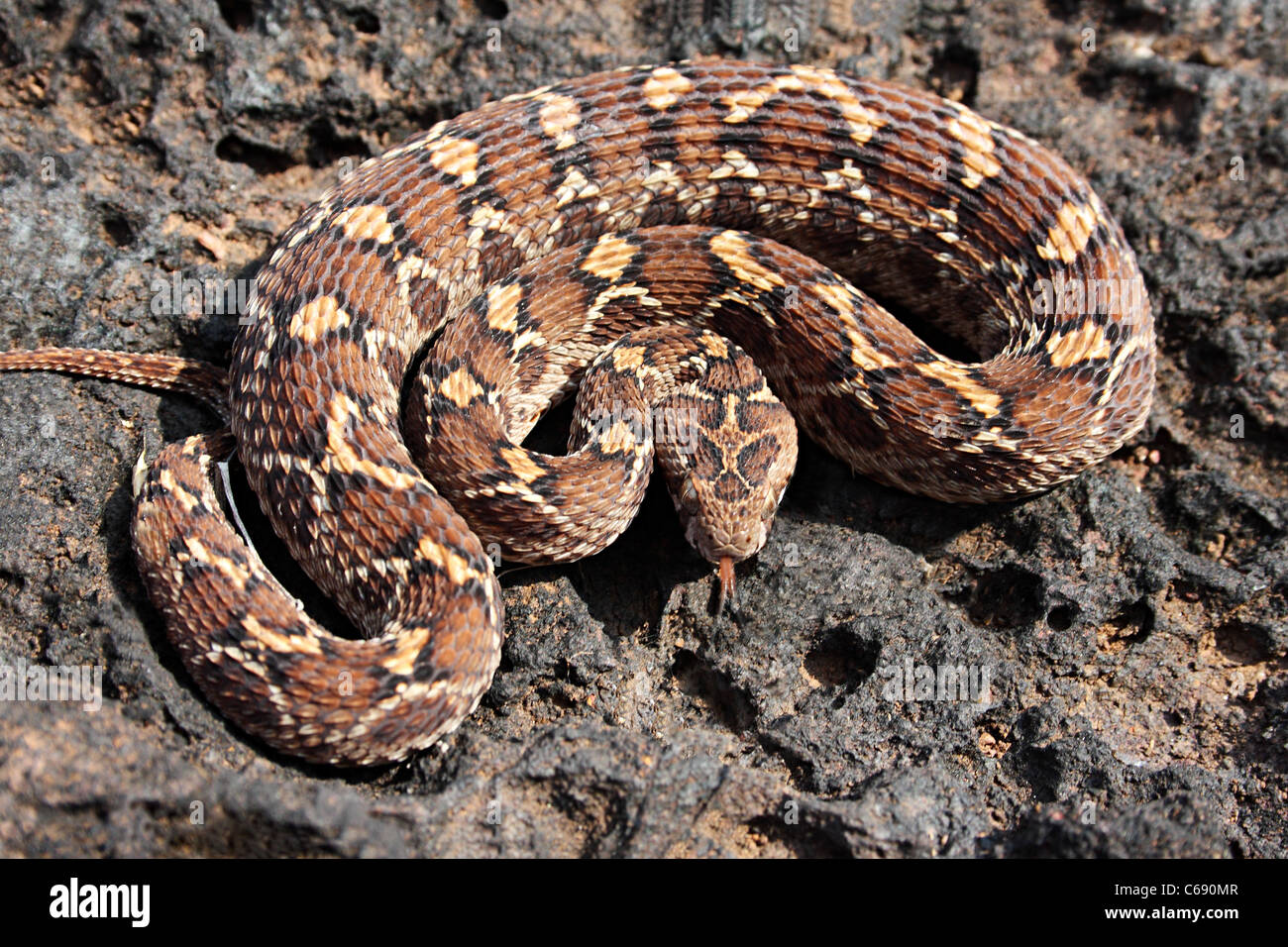 SAW SCALED VIPER Echis carinatus Venomous Common Stock Photo - Alamy