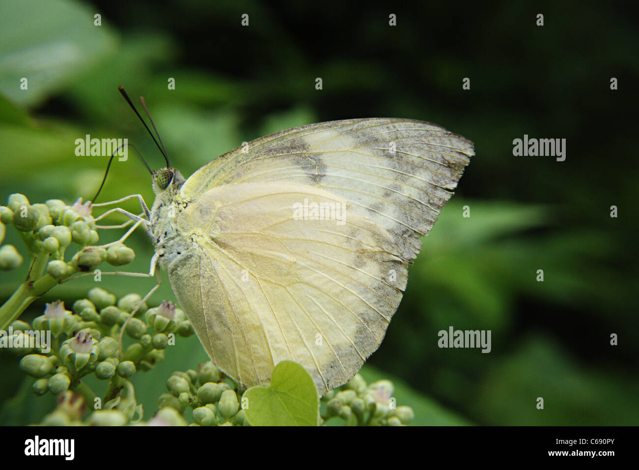 The Green-veined White butterfly (Pieris napi) Stock Photo