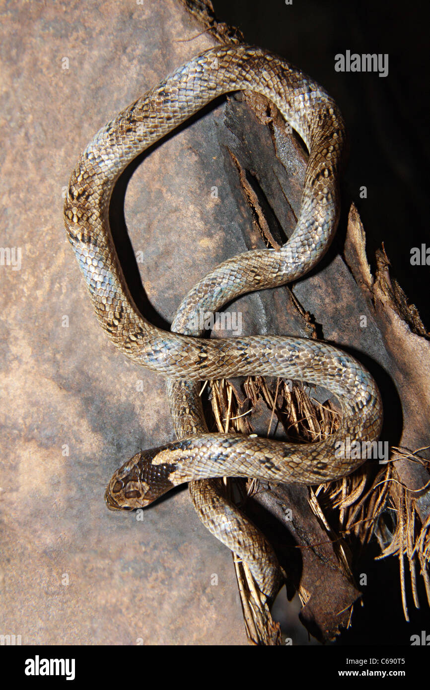 russel-s-kukri-snake-oligodon-taeniolatus-streaked-kukri-snake-non