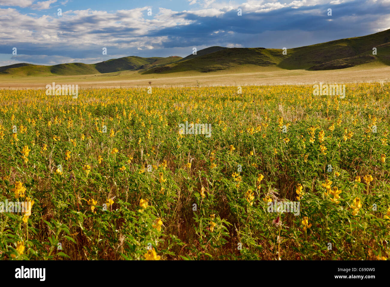 landscape with yellow sea of blossoms and mountain at Tsondab Valley Desert Farm, Namib-Naukluft National Park, Namibia, Africa Stock Photo