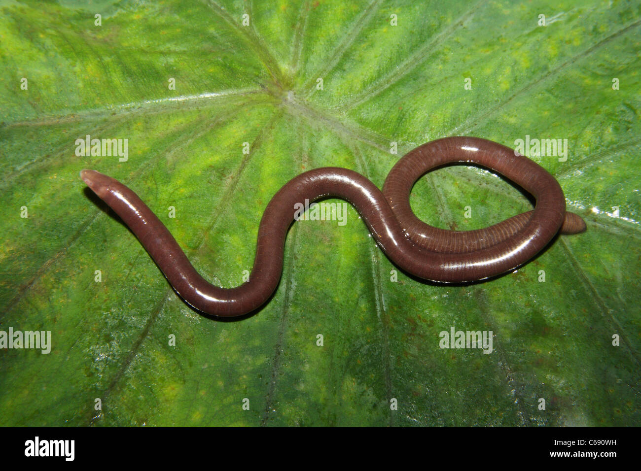 Caecilian Striped Ichthyophis Ichthyophis sp. Family: Ichthyophidae  on a leaf Stock Photo