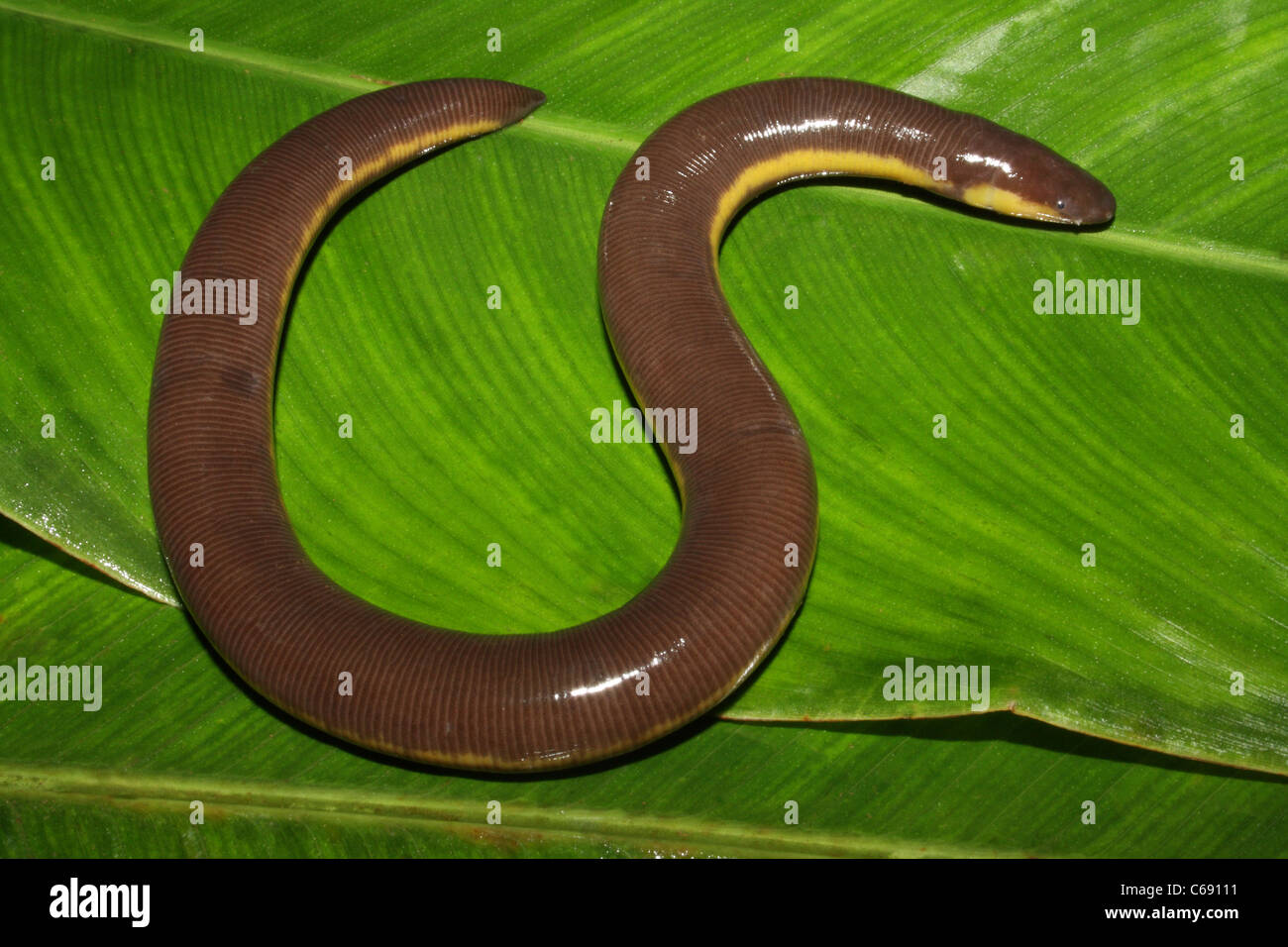 Caecilian or caecilians hi-res stock photography and images - Alamy