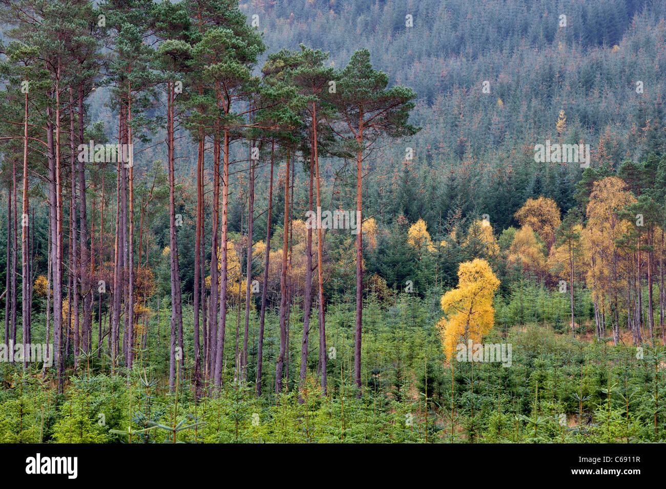 Tall straight Scotts Pine with a Golden Autumnal Silver Birch growing next to them. Stock Photo