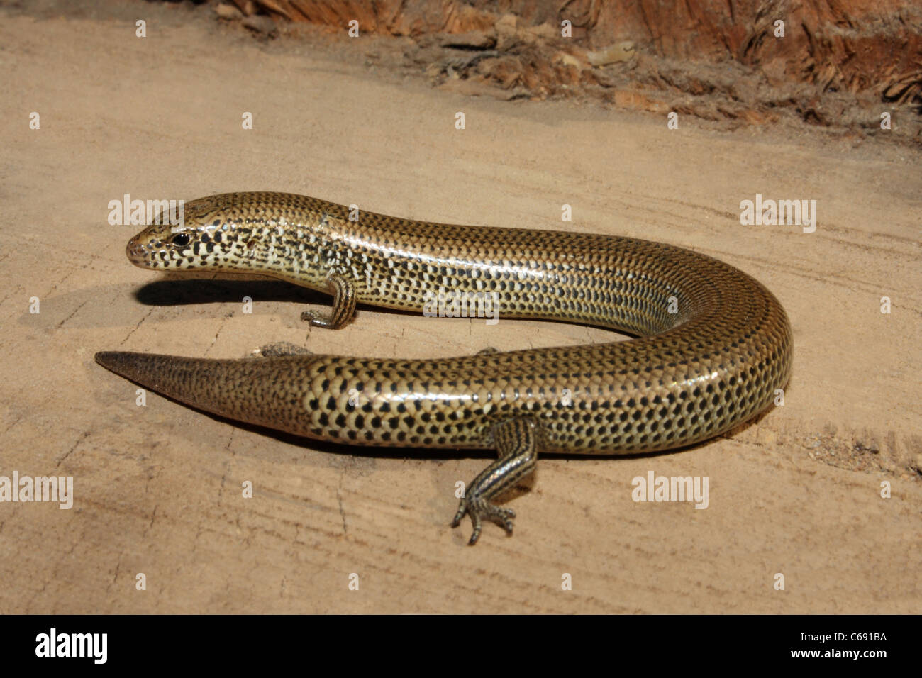 The Asian Snake-eyed Skink (Ablepharus pannonicus) Stock Photo