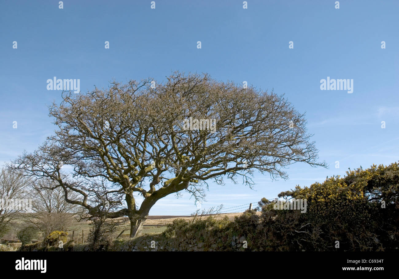 Windblown tree Dartmoor National Park, Devon, England Stock Photo