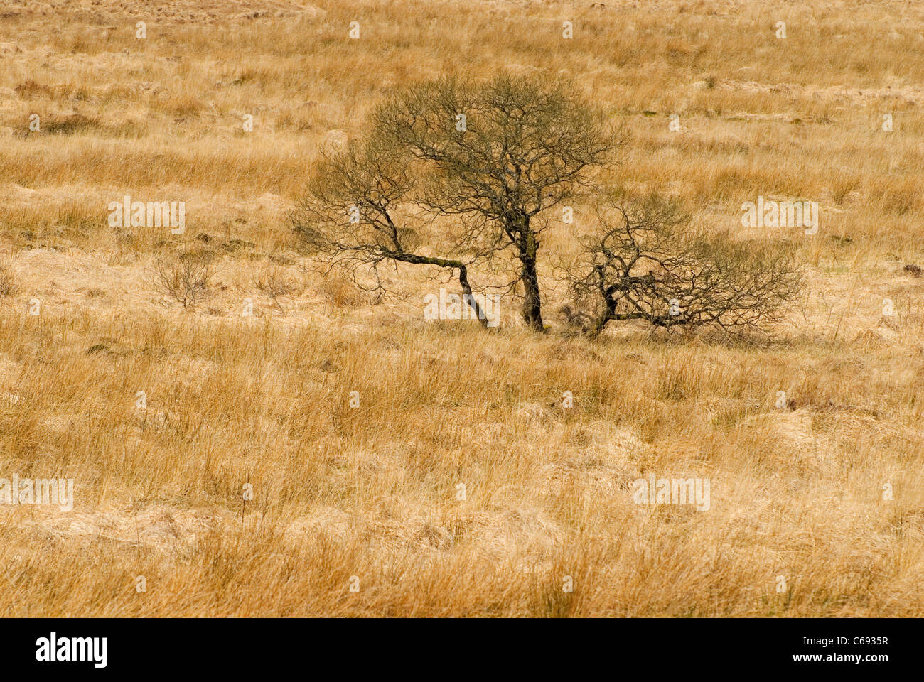 Dartmoor National Park vegetation Stock Photo
