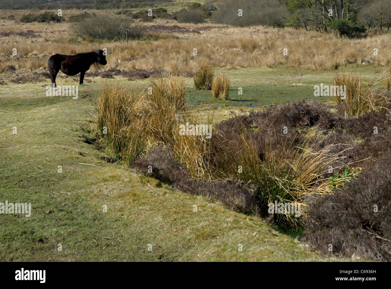 Wild Dartmoor pony, Dartmoor National Park, Devon, England. Stock Photo