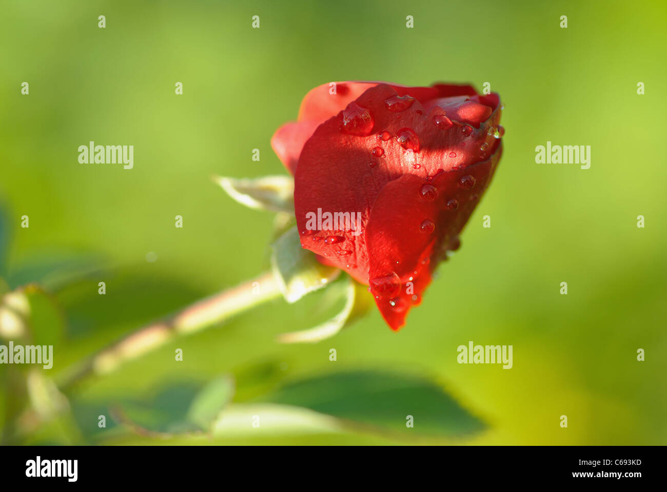 Red rose on blurred green background Stock Photo - Alamy