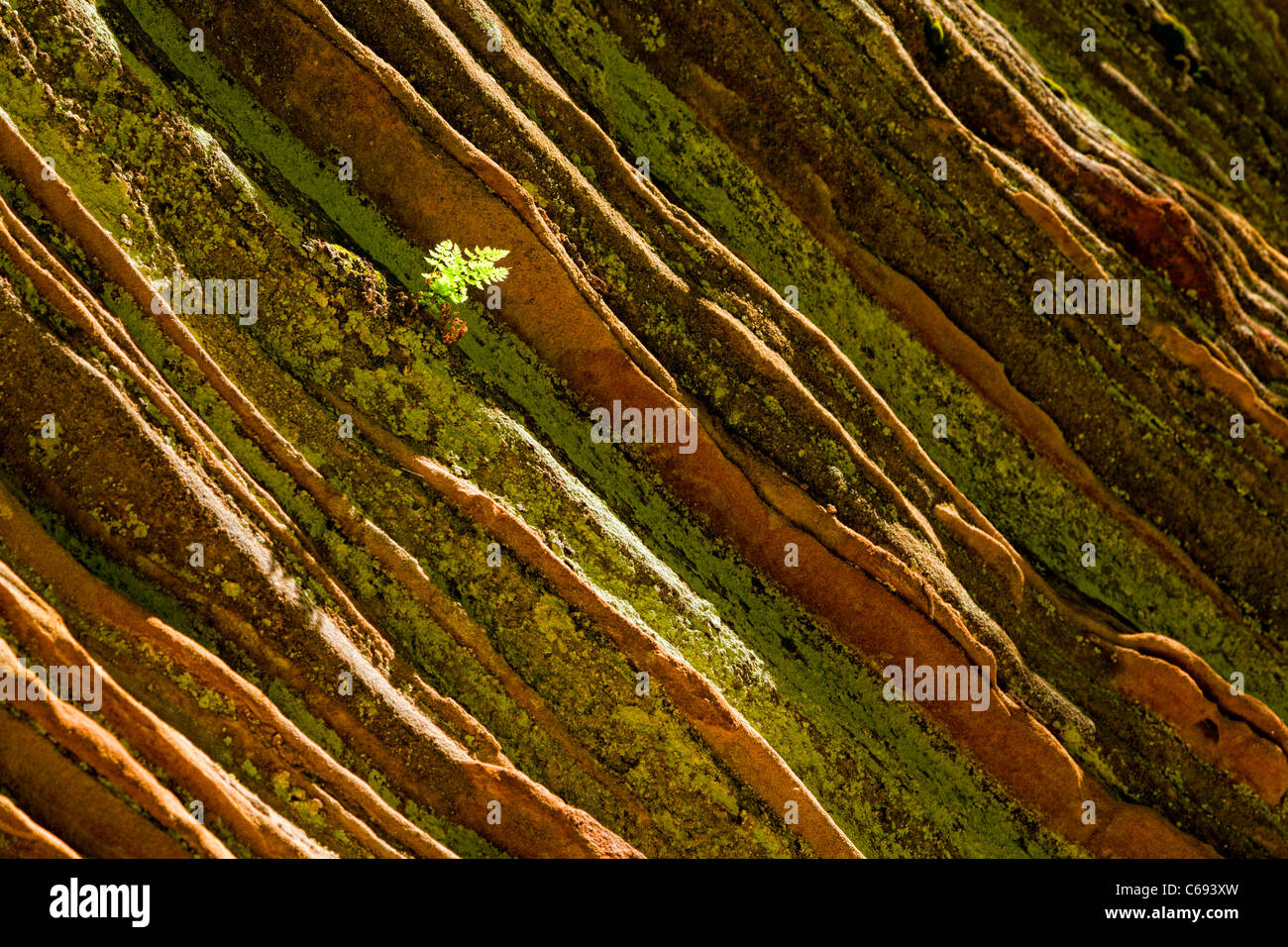 Textured rock and fern Stock Photo