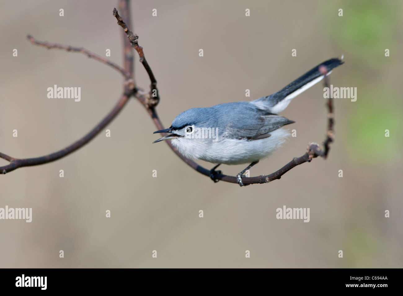 Blue-gray Gnatcatcher singing Stock Photo