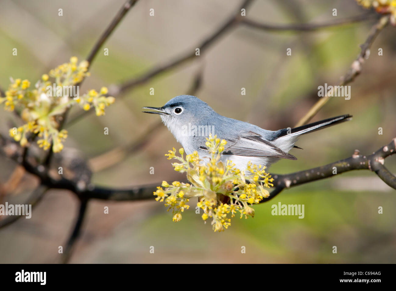 Blue-gray Gnatcatcher singing in Sassafras Tree Stock Photo