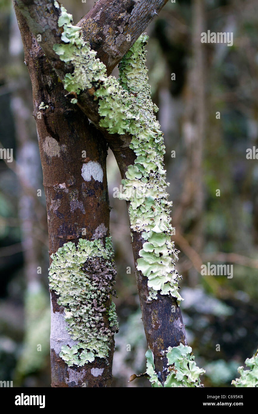 Lichen Tree High Resolution Stock Photography and Images - Alamy