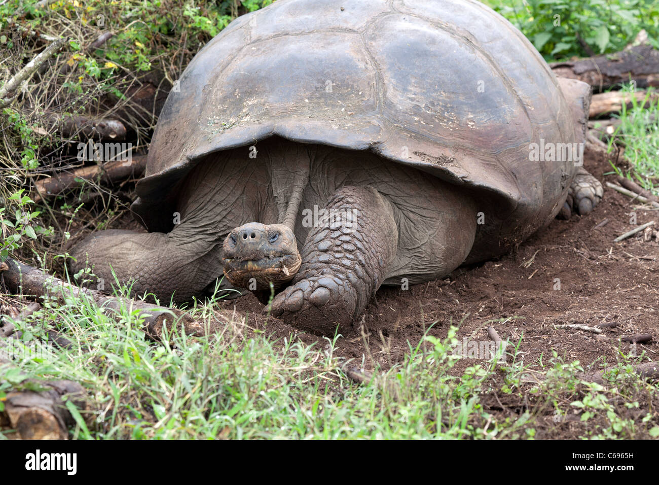 Resting Galapagos Giant Tortoise at Rancho Primicias, Santa Rosa ...