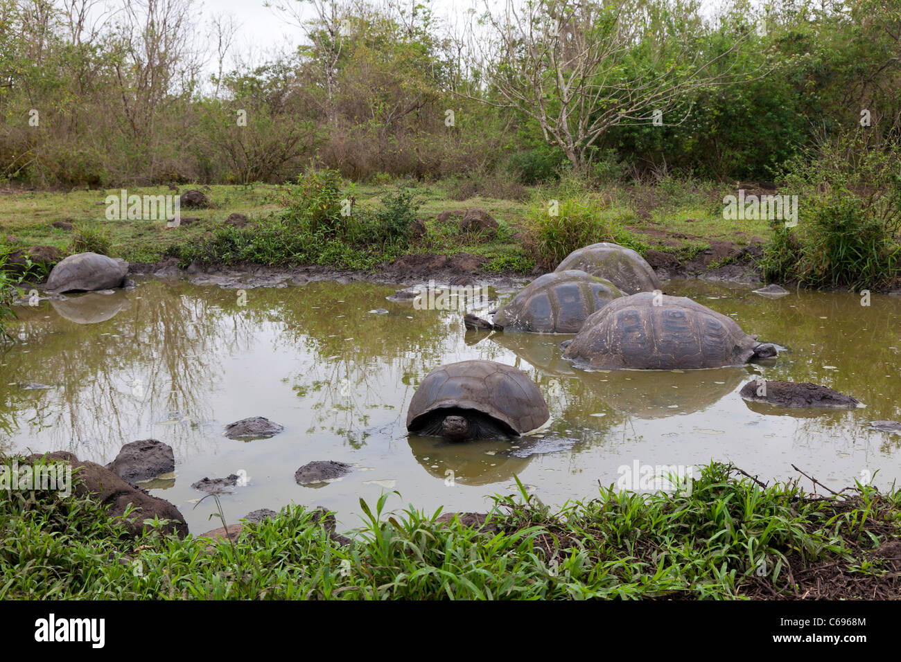 The giant tortoise 'spa' at Rancho Primicias, Santa Cruz, Galapagos ...