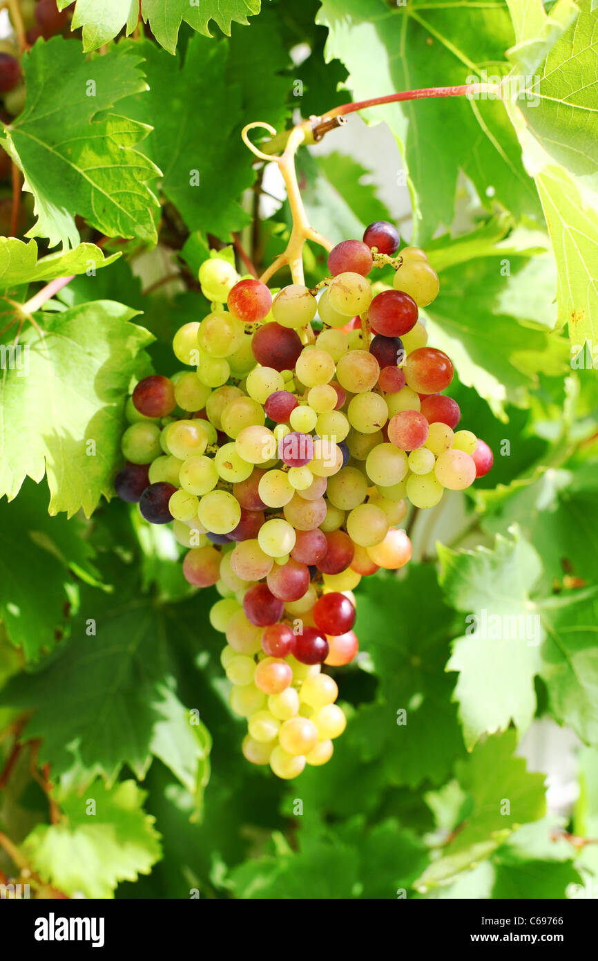Unripe grapes and vine leaves close up Stock Photo