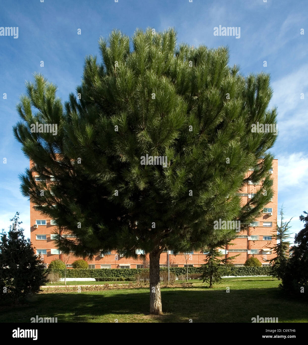 pine tree in a public park in front of a block of flats in the suburbs of Madrid of Madrid - Spain Stock Photo