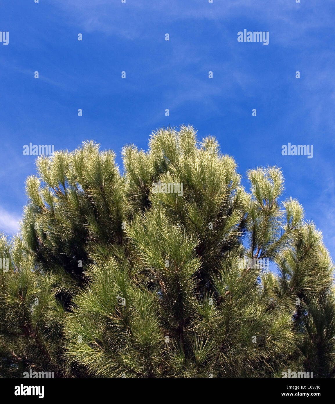 branches of a pine tree against the blue sky Stock Photo - Alamy