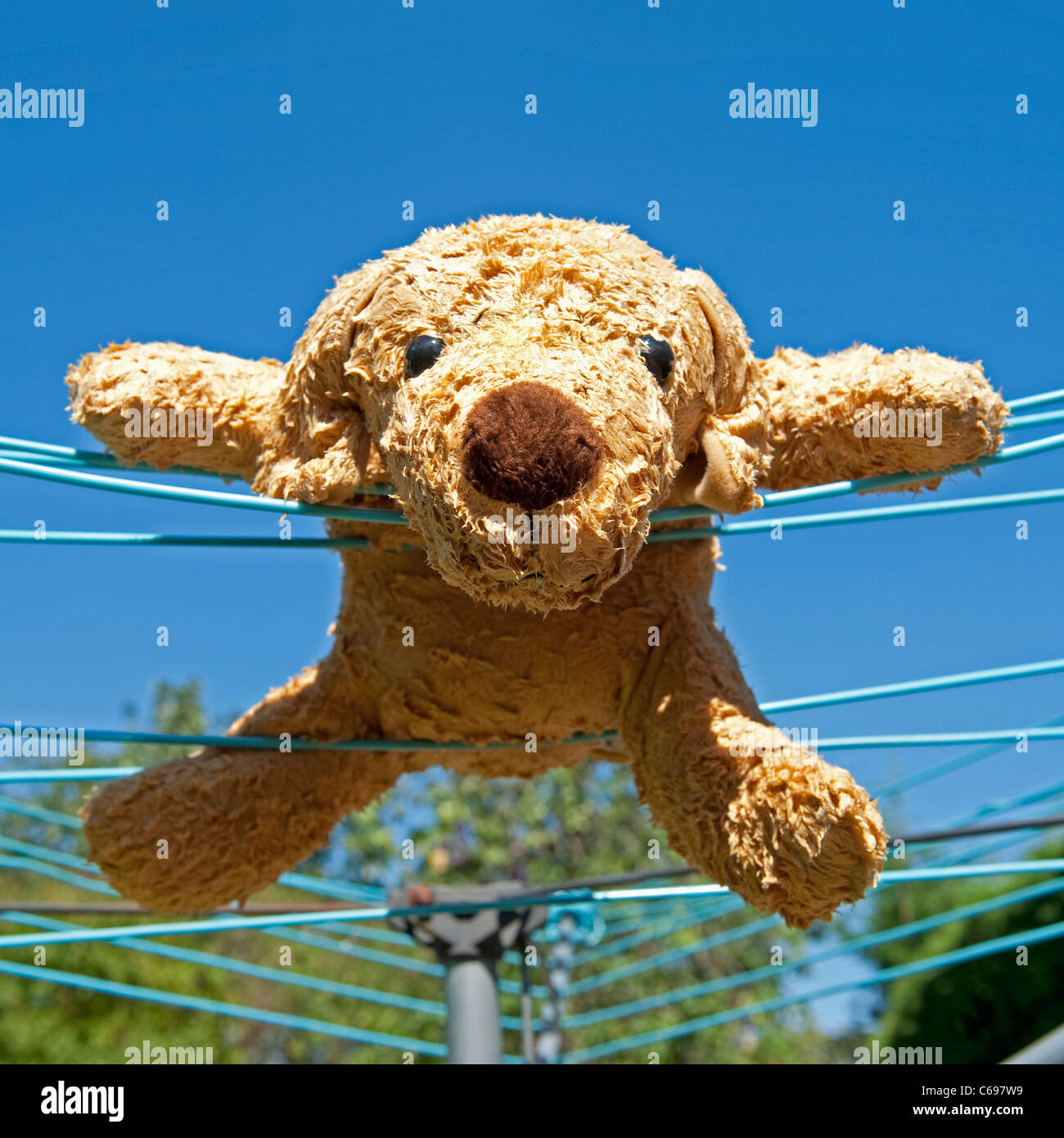 Close-up of a soft toy cuddly dog being washed and hanging on the garden washing line. Stock Photo