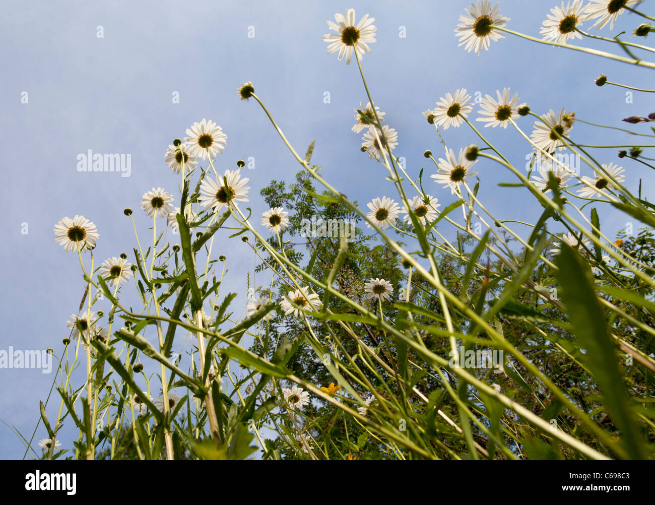 Flowering daisies ( Leucanthemum vulgare , Chrysanthemum leucanthemum ) , Finland Stock Photo