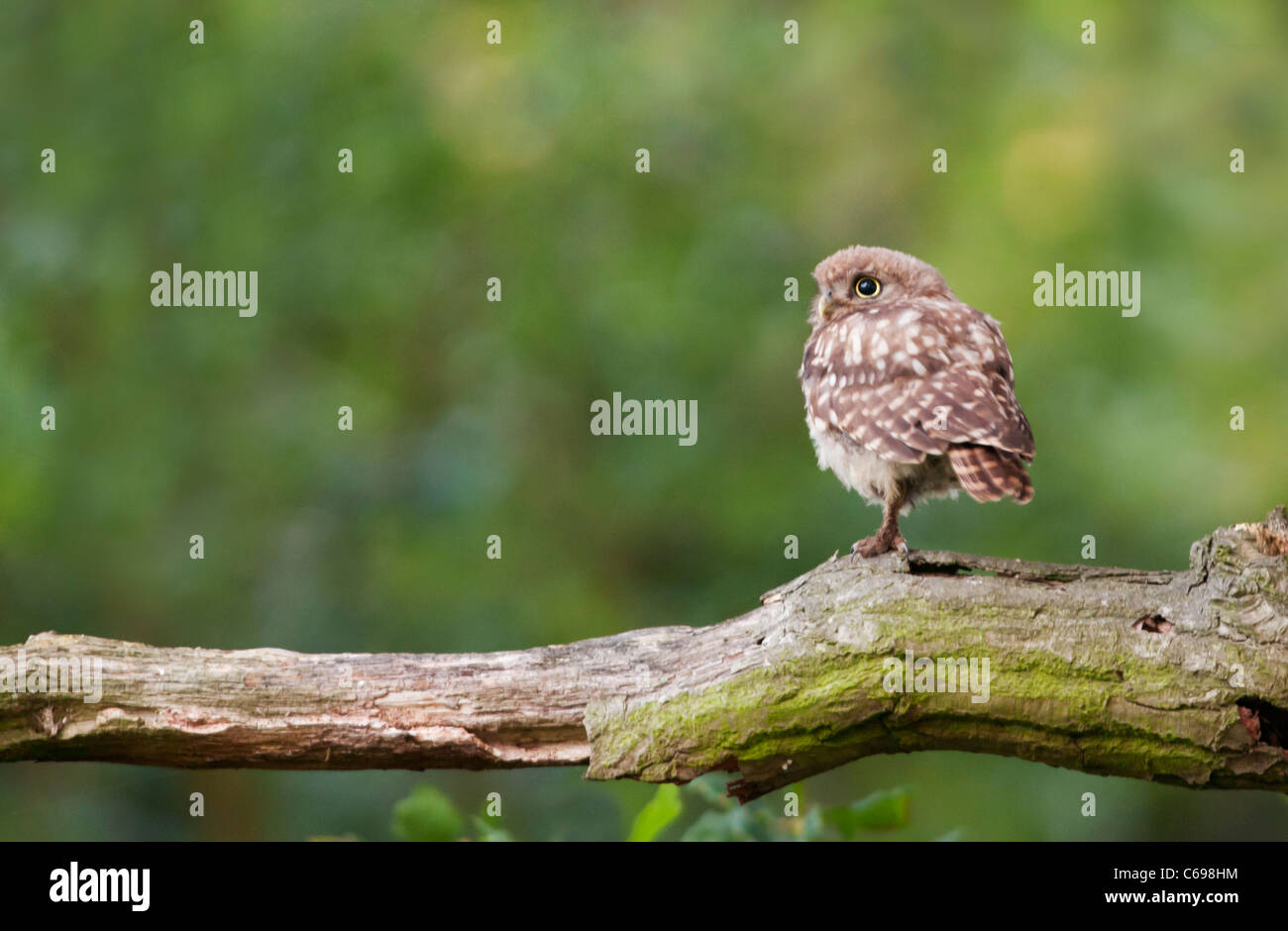 Juvenile Little Owl (Athene noctua) perched on tree branch Stock Photo