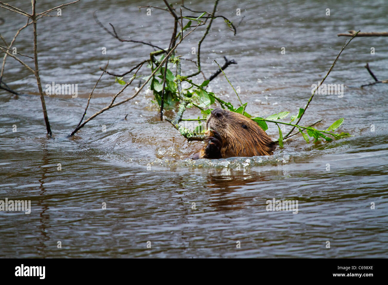 European Beaver,Castor fiber,swimming with a branch for dam building Stock Photo